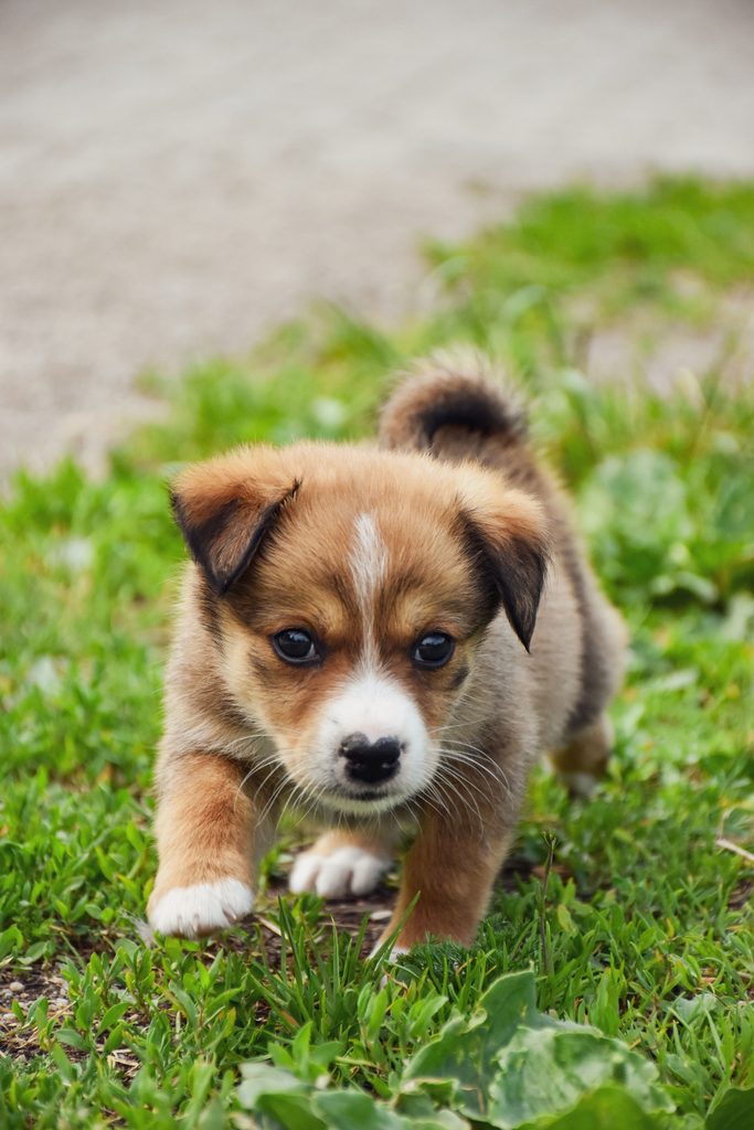 Cachorro con hipo Veterinaria Cap i Cua