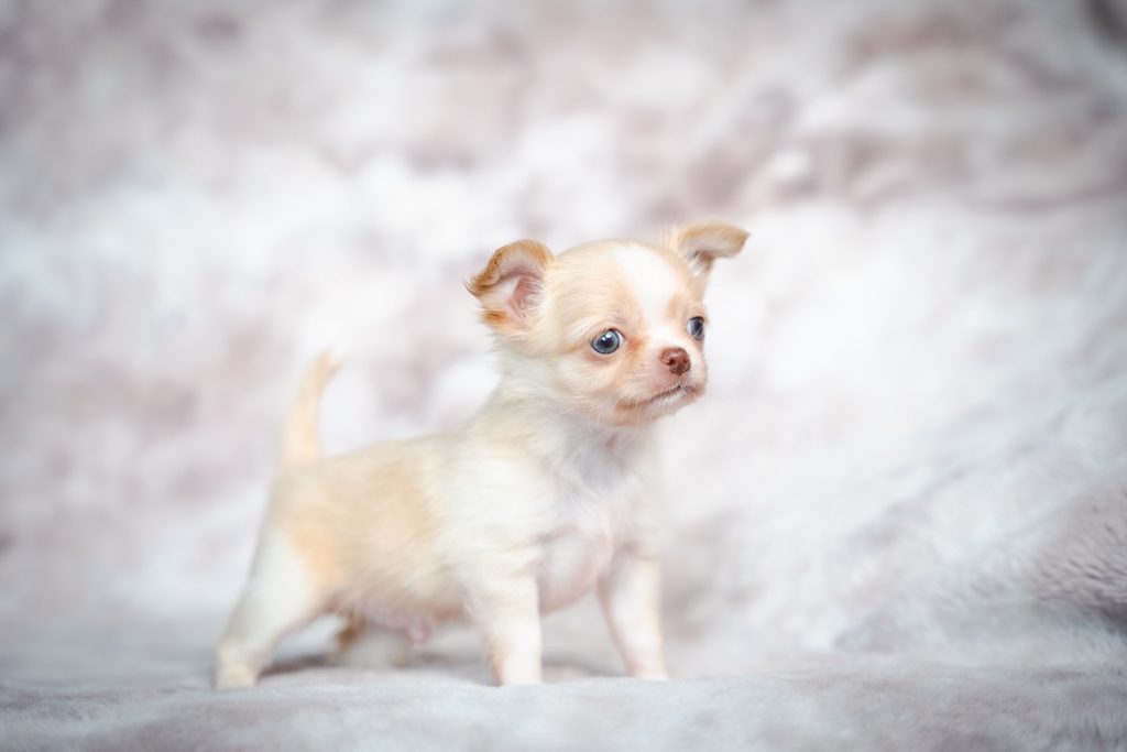 Cachorro con hipo veterinara Cap i Cua