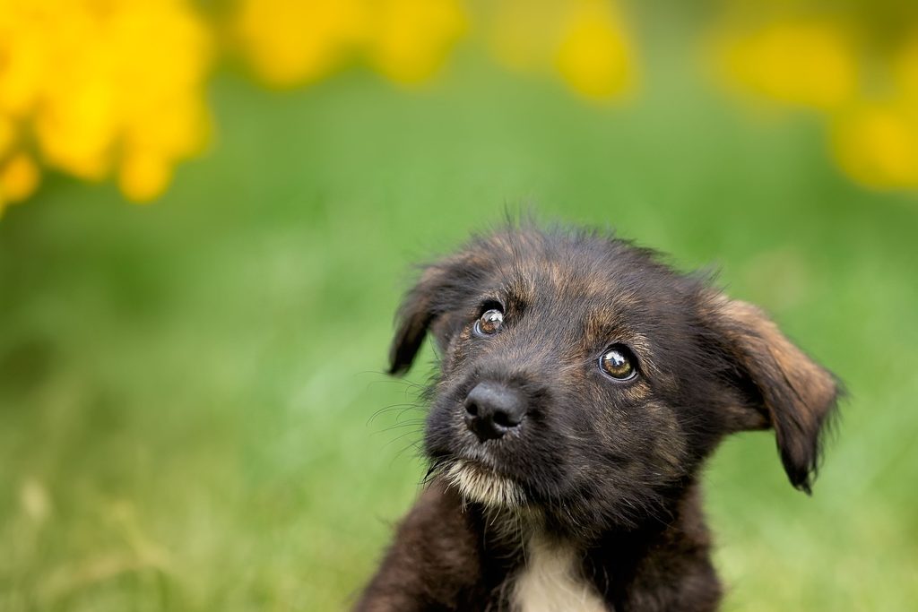 Cachorro con hipo veterinaria Cap i Cua
