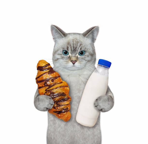 gato tomando leche