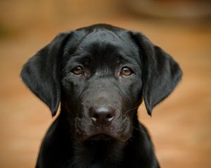 Cachorro en Veterinaria Cap i Cua en Sant Llorenç de Hortons