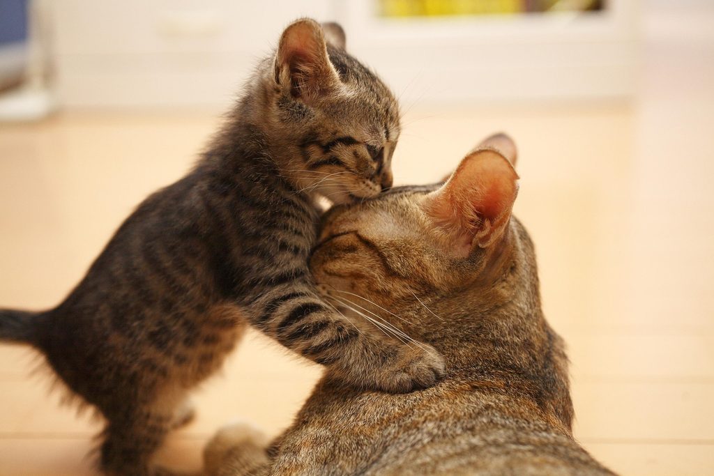 por que ronronean los gatos