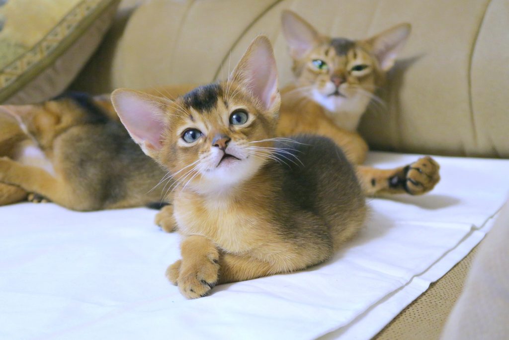 por que ronronean los gatos